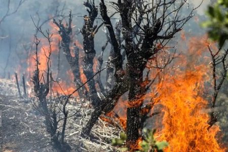 کاهش ۵۰ درصدی آتش‌سوزی مراتع و جنگل‌های خوزستان