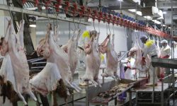 راه‌اندازی سردخانه کشتارگاه سنتی دام مسجدسلیمان