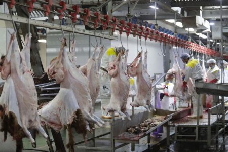 راه‌اندازی سردخانه کشتارگاه سنتی دام مسجدسلیمان