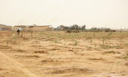 کاشت 5000 نهال بومی توسط نفت و گازمارون
