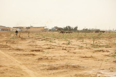 کاشت ۵۰۰۰ نهال بومی توسط نفت و گازمارون