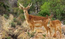 تولد نخستین گوساله گوزن زرد در کرخه