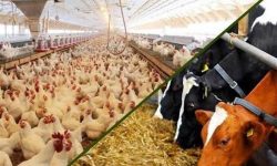 طرح جدید دولت برای تامین نقدینگی واحدهای تولیدی دام و طیور عملیاتی شد