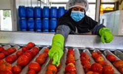 بهره مندی ۷۹۰ واحد تولیدی کشاورزی در خوزستان از مهلت بازپرداخت بدهی‌ها