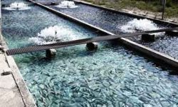 مجتمع شیلاتی هندیجان بستری مناسب برای تولید، اشتغالزایی و ارزآوری