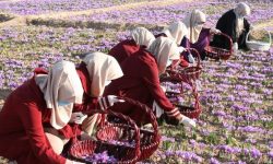 فصل کاشت زعفران در خوزستان آغاز شد