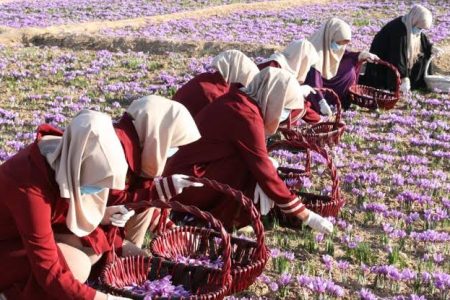 فصل کاشت زعفران در خوزستان آغاز شد