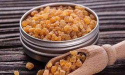 کندر بخوریم باهوش می‌شویم؟؛ واقعیت علمی این ادعا