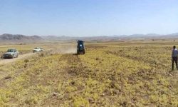 چهارمحال به دنبال الگوی جدید کشت گیاهان دارویی